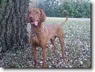 Hungarian Vizsla, Hungarian Pointer