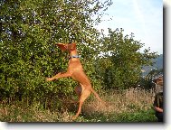 Hungarian Vizsla, Hungarian Pointer