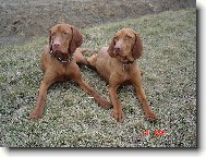 Hungarian Vizsla, Hungarian Pointer