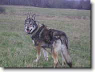 Chechoslovakian wolfdog \\\\\(Dog standard\\\\\)