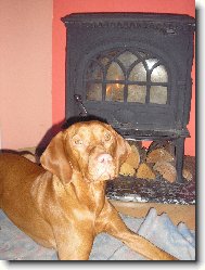 Hungarian Vizsla, Hungarian Pointer