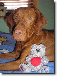 Hungarian Vizsla, Hungarian Pointer