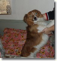 Shetland sheepdog \\\\\(Dog standard\\\\\)