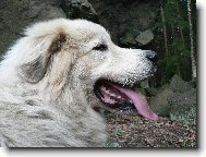 Pyrenean mountain dog