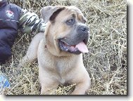 Cane Corso Italiano