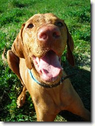 Hungarian Vizsla, Hungarian Pointer