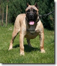 Dogo Canario