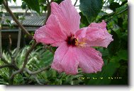 Hibiscus rosa-sinensis