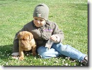 Dogue de Bordeaux \\\\\(Dog standard\\\\\)