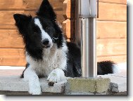 Border collie \\\\\(Dog standard\\\\\)