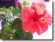 Hibiscus rosa-sinensis