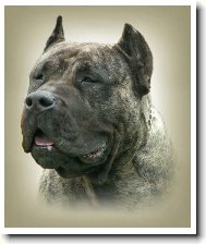 Dogo Canario