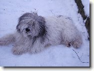 Polish lowland sheepdog \\\\\(Dog standard\\\\\)