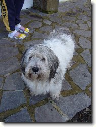 Polish lowland sheepdog \\\\\(Dog standard\\\\\)