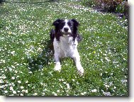 Border collie \\\\\(Dog standard\\\\\)