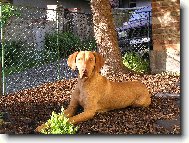 Hungarian Vizsla, Hungarian Pointer