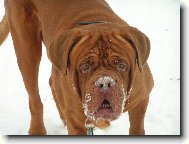 Dogue de Bordeaux \\\\\(Dog standard\\\\\)