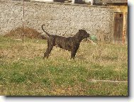 Dogo Canario