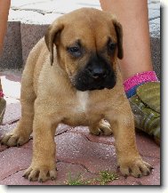 Dogo Canario