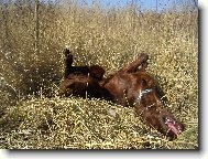 Irish Red Setter