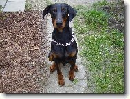 Dobermann, Doberman