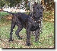 Dogo Canario