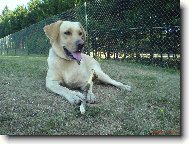 Labrador Retriever