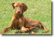 Hungarian Vizsla, Hungarian Pointer