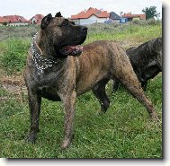 Dogo Canario