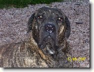 Dogo Canario