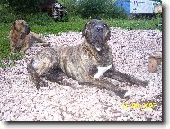 Dogo Canario