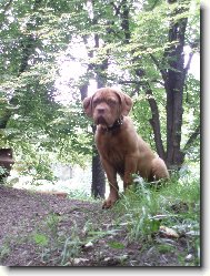 Dogue de Bordeaux \\\\\(Dog standard\\\\\)