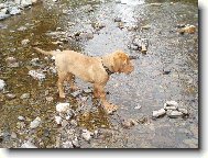 Dogue de Bordeaux \\\\\(Dog standard\\\\\)