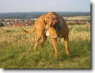 Dogue de Bordeaux \\\\\(Dog standard\\\\\)