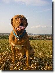 Dogue de Bordeaux \\\\\(Dog standard\\\\\)