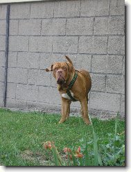 Dogue de Bordeaux \\\\\(Dog standard\\\\\)