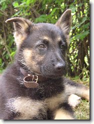 German Shepherd Dog