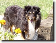 Shetland sheepdog \\\\\(Dog standard\\\\\)