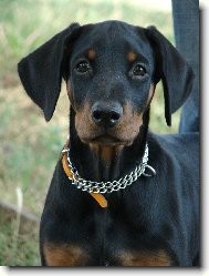 Dobermann, Doberman