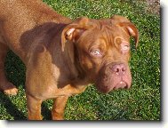 Dogue de Bordeaux \\\\\(Dog standard\\\\\)