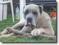 Cane Corso Italiano