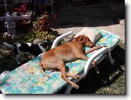 Hungarian Vizsla, Hungarian Pointer