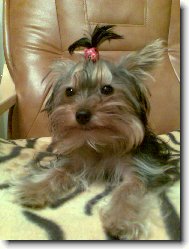 Jorkrsk terier, Yorkshire Terrier,