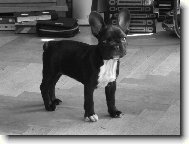 French bulldog \\\\\\\\\\\\\\\\\\\\\\\\\\\\\\\\\\\\\\\\\\\\\\\\\\\\\\\\\\\\\\\\\\\\\\\\\\\\\\\\\\\\\(Dog standard\\\\\\\\\\\\\\\\\\\\\\\\\\\\\\\\\\\\\\\\\\\\\\\\\\\\\\\\\\\\\\\\\\\\\\\\\\\\\\\\\\\\\)