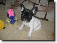 French bulldog \\\\\\\\\\\\\\\\\\\\\\\\\\\\\\\\\\\\\\\\\\\\\\\\\\\\\\\\\\\\\\\\\\\\\\\\\\\\\\\\\\\\\(Dog standard\\\\\\\\\\\\\\\\\\\\\\\\\\\\\\\\\\\\\\\\\\\\\\\\\\\\\\\\\\\\\\\\\\\\\\\\\\\\\\\\\\\\\)