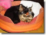 Jorkrsk terier, Yorkshire Terrier,