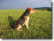Beagle harrier \(Dog standard\)