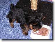 Jorkrsk terier, Yorkshire Terrier,