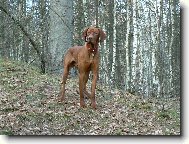 Hungarian Vizsla, Hungarian Pointer