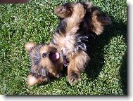 Jorkrsk terier, Yorkshire Terrier,